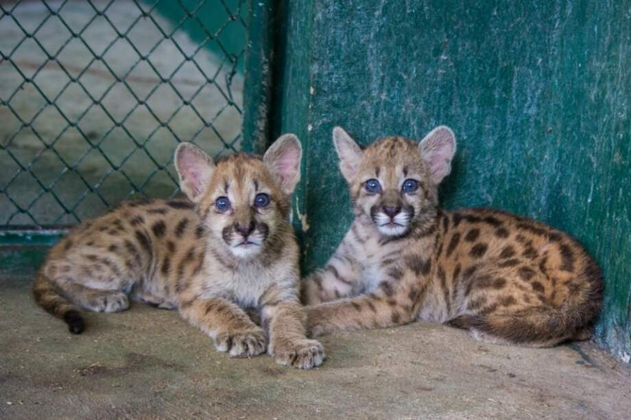 Este miércoles en Vichada recuperaron tres pumas
