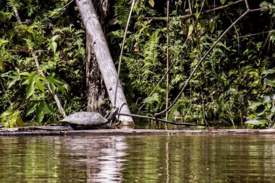 Excursión del English School al Amazonas terminó en tragedia