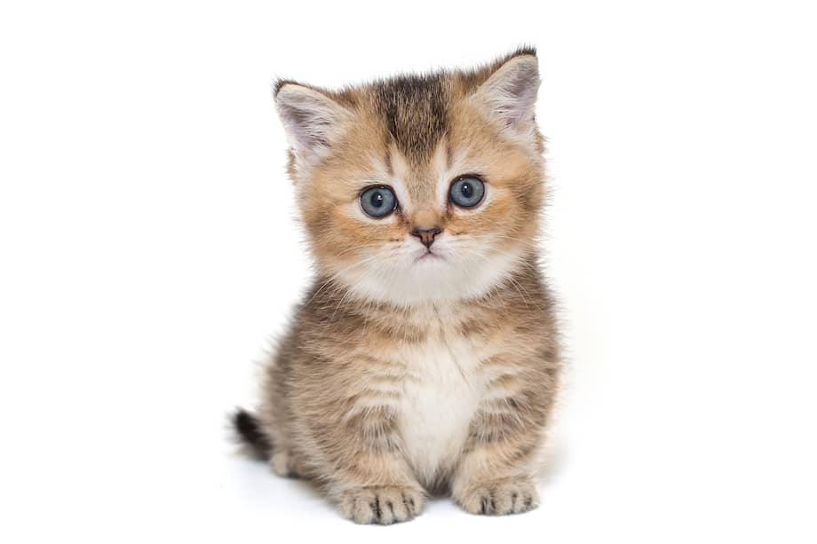 El munchkin es un gato de tamaño mediano, con patas extremadamente cortas y la columna vertebral larga.