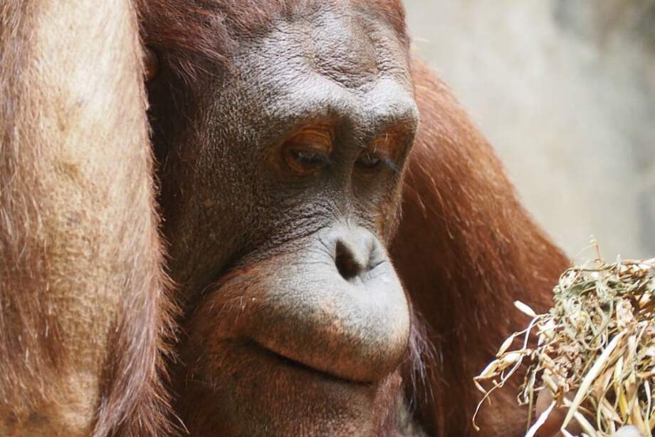 Tomada de Pixabay/Referencia