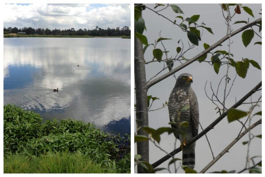 En el humedal, los muiscas emplearon ingeniosos canales de riego para la agricultura. En la zona hay más de 18 familias de aves. / Fotos: Equipo Humedales CAR