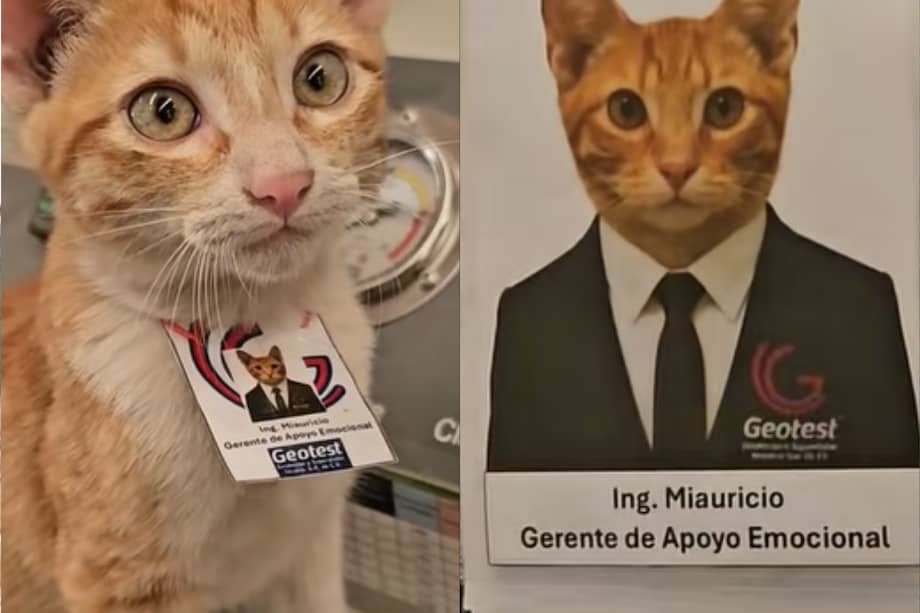 El felino fue presentado como “gerente de apoyo emocional” tras ganarse el cariño del equipo de trabajo.
