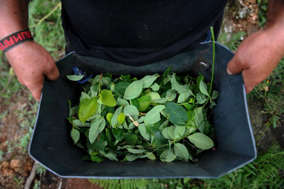 Según la Unodc, Colombia pasó de 96.000 hectáreas de coca en 2015 a 146.000 en 2016. / Fotos: Mauricio Alvarado - El Espectador
