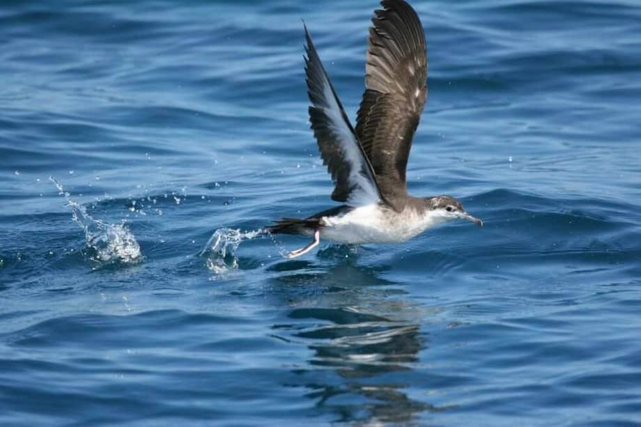 Foto de la "Puffinus lherminieri". / Cortesía Coralina