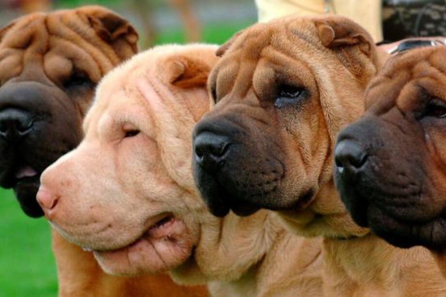 Nace en Estados Unidos un canal de televisión para perros