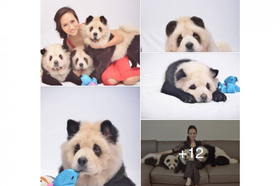 Pareja tiñó pelo de sus perros para que luzcan como pandas