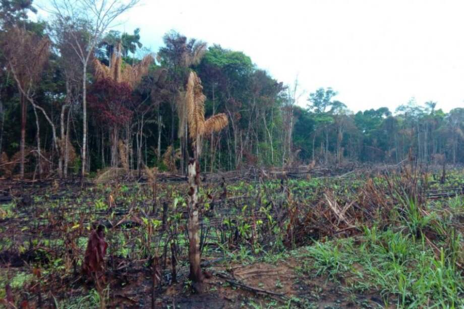 La Macarena, una de las áreas de mayor deforestación. / Cortesía.