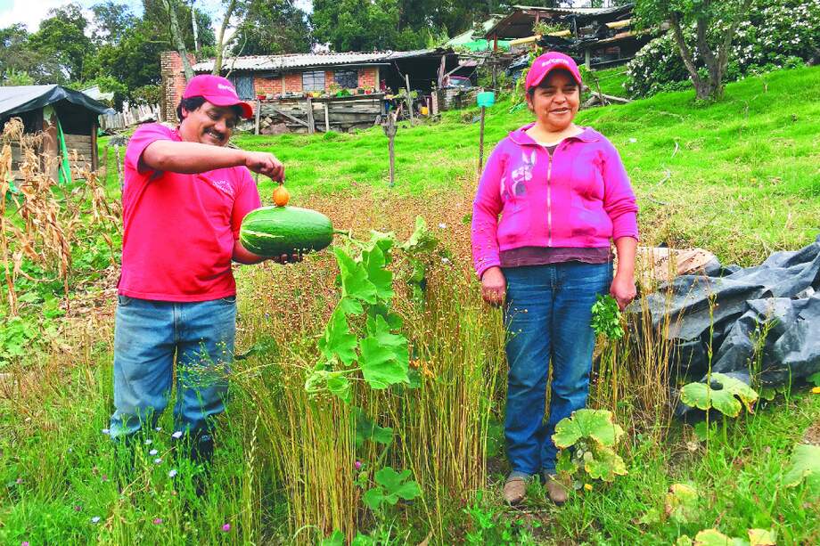 Jesús Moreno y su esposa, Gladys Chávez, son unos de los primeros participantes en el programa. Su finca está ubicada en Guachetá, Cundinamarca. / Cortesía - Bancamía