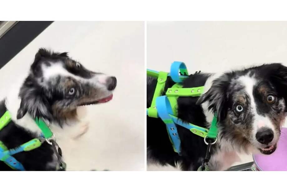 Scar nunca había hecho algo así antes y reconoció que la próxima vez será más específica con sus instrucciones.