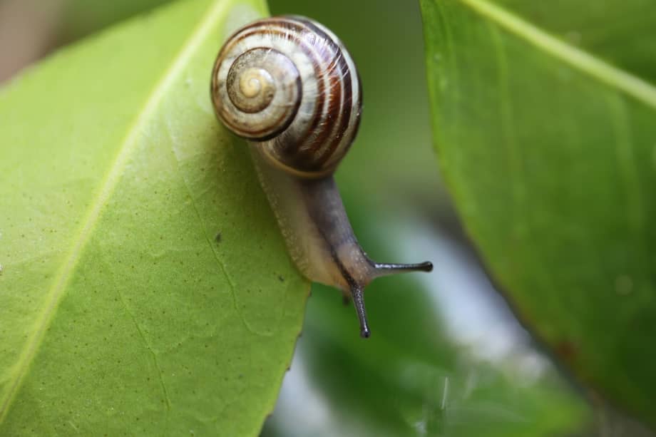 Entre las especies incluidas en esta nueva actualización están los moluscos endémicos, como los caracoles, lapas, mejillones, almejas y quitones.