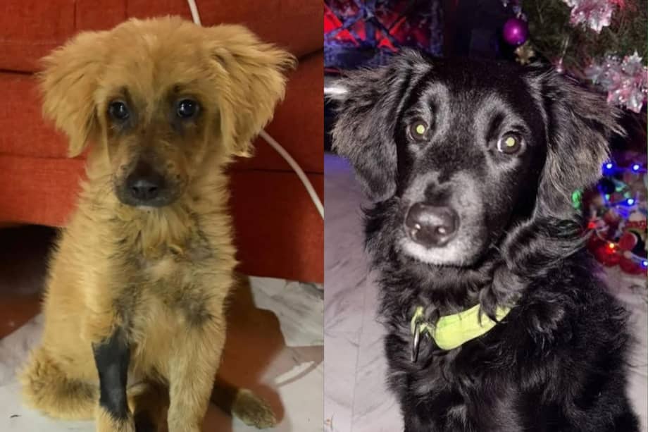 Anastasia conserva algunas secuelas en la piel del abdomen. No obstante, tiene una buena calidad de vida y se encuentra estable, activa y muy querida.