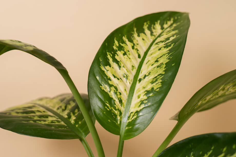 Es una planta tropical fácil de cultivar