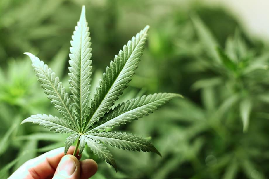 Washington fue el último estado de EE.UU. que aprobó el consumo terapéutico de cannabis. / Archivo