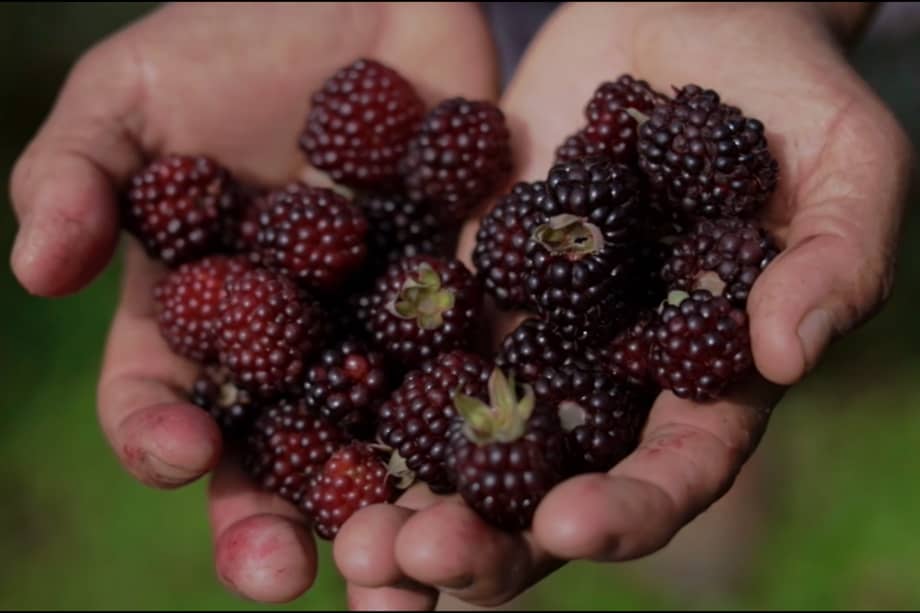Los indígenas que cambiaron los cultivos ilícitos por frutas en Corinto, Cauca