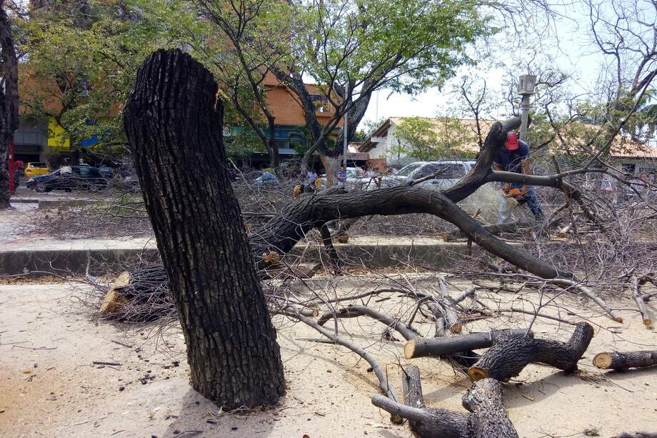 La tala urbana es utilizada como leña para cocinar en todos los sectores de la ciudad.