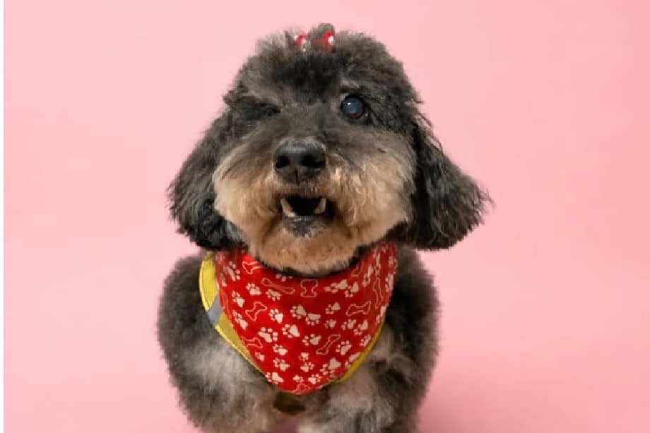 Abby (6-7 años), rescatada por Patitas en protesta. Esterilizada, vacunada y lista para ser adoptada.