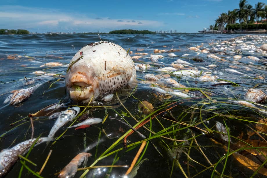 En los últimos años, varias playas de las dos costas de Florida han tenido que cerrar en verano por la presencia del alga tóxica “Karenia brevis”, un microorganismo causante de la “marea roja”, que deja sin oxígeno a los peces y amenaza especies protegidas.