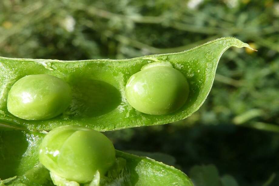 Plantas como Pisum sativum (arveja) serían capaces de tomar riesgos según investigadores de Israel e Inglaterra. / Wikipedia.