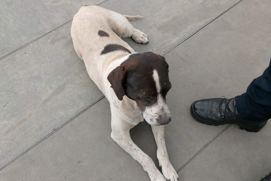 Según indica un usuario, el perro tenía heridas en su pata y en su hocico.