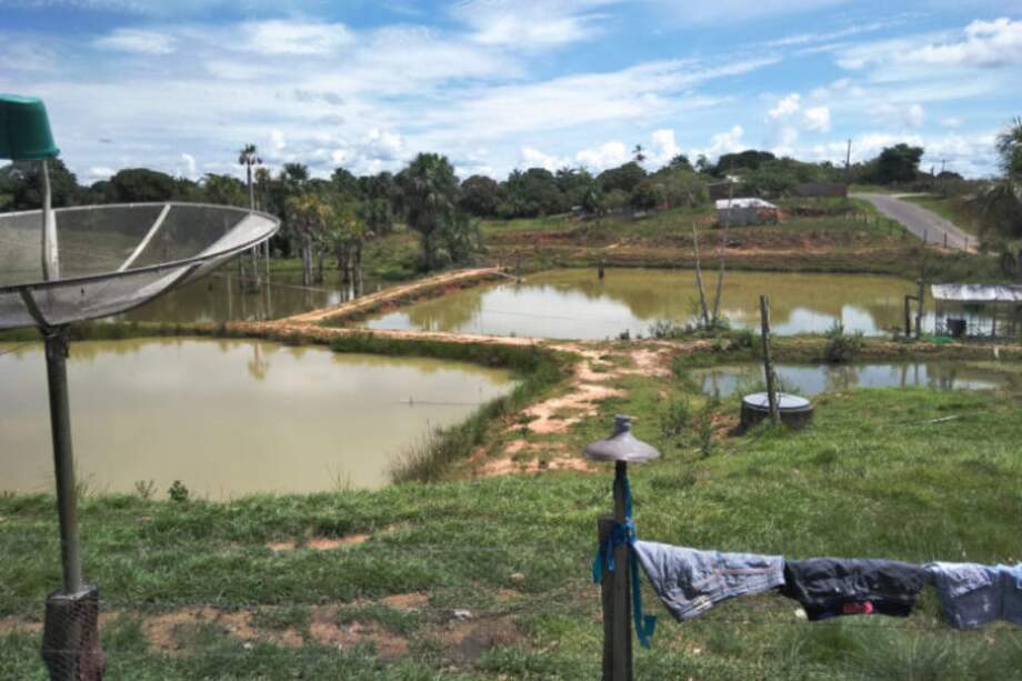 Los estanques artificiales de cultivo de peces que se extienden por toda la Amazonia brasileña son caldo de cultivo para los mosquitos vectores de la malaria.