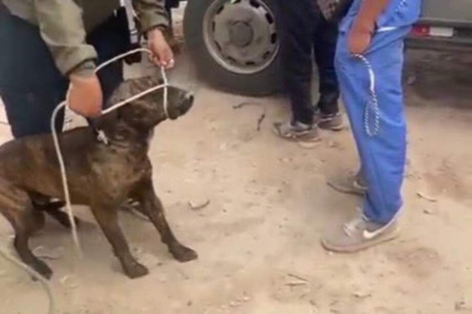 En la zona se han identificado animales que permanecen sueltos.
