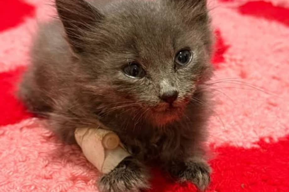 Pulguita es un gato bebé que atraviesa un proceso de recuperación por una fractura de mandíbula y otras complicaciones de salud.