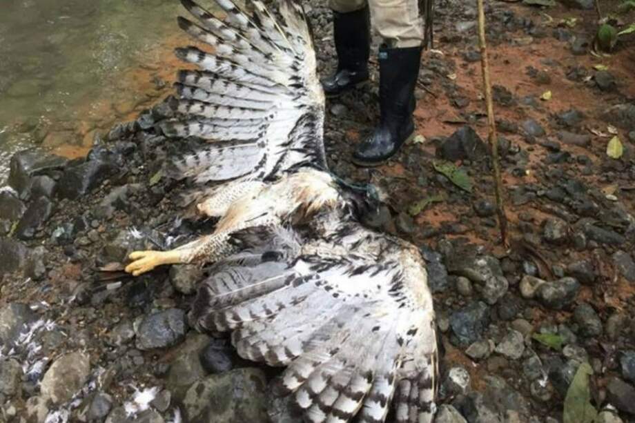 A esta águila harpía le dieron un tiro y le cortaron su pata como trofeo en Bahía Solano. / Cortesía