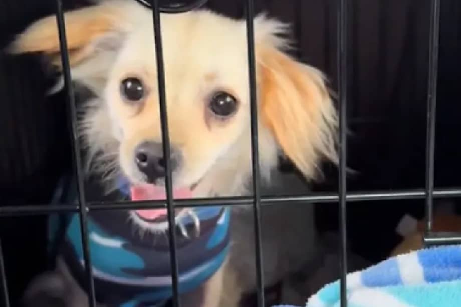 La publicación generó gran repercusión, pero nadie se presentó para reclamarlo.