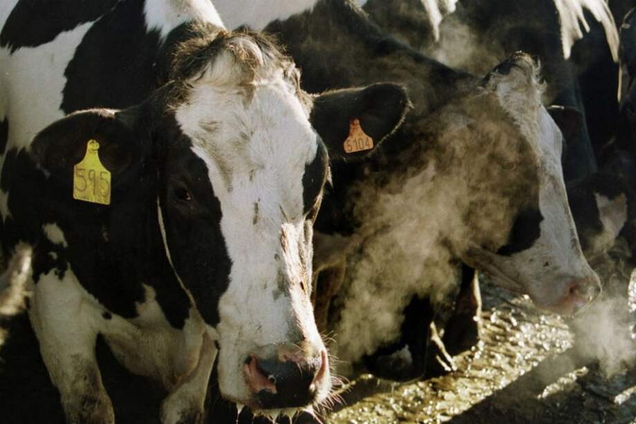 Rayo mata 64 vacas en el sur de Chile