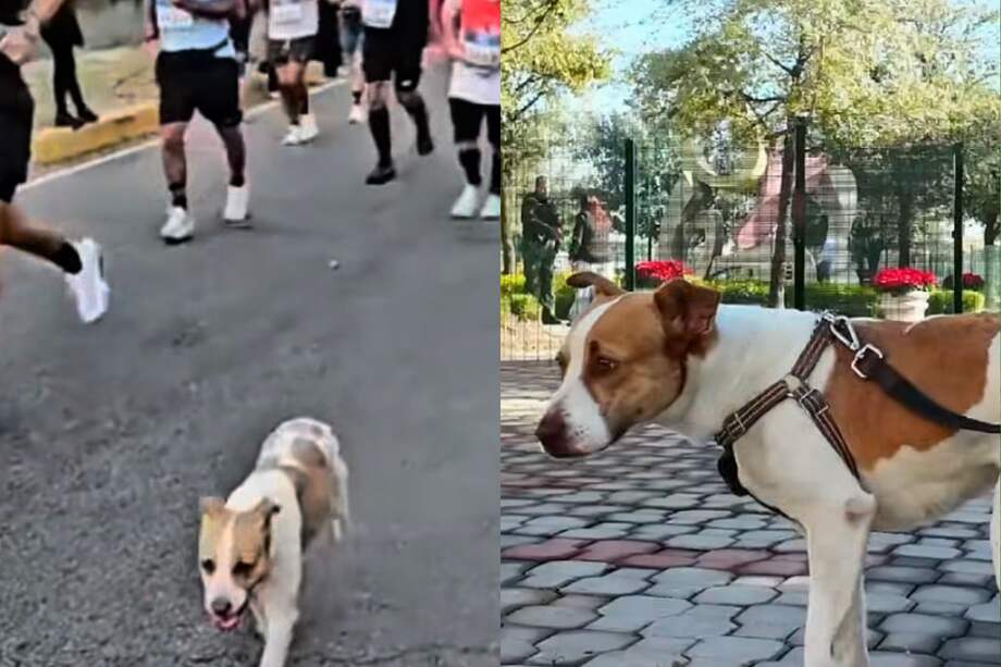 Tras completar los 42 kilómetros, la historia de Runner se volvió viral y activó un rescate que hoy le abre la puerta a una nueva vida.