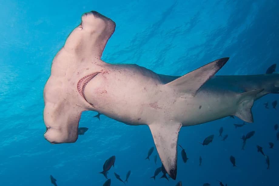 El tiburón martillo común (Sphyrna lewini), que se puede encontrar en Colombia, fue una de las 40 especies incluidas en las listas de protección.