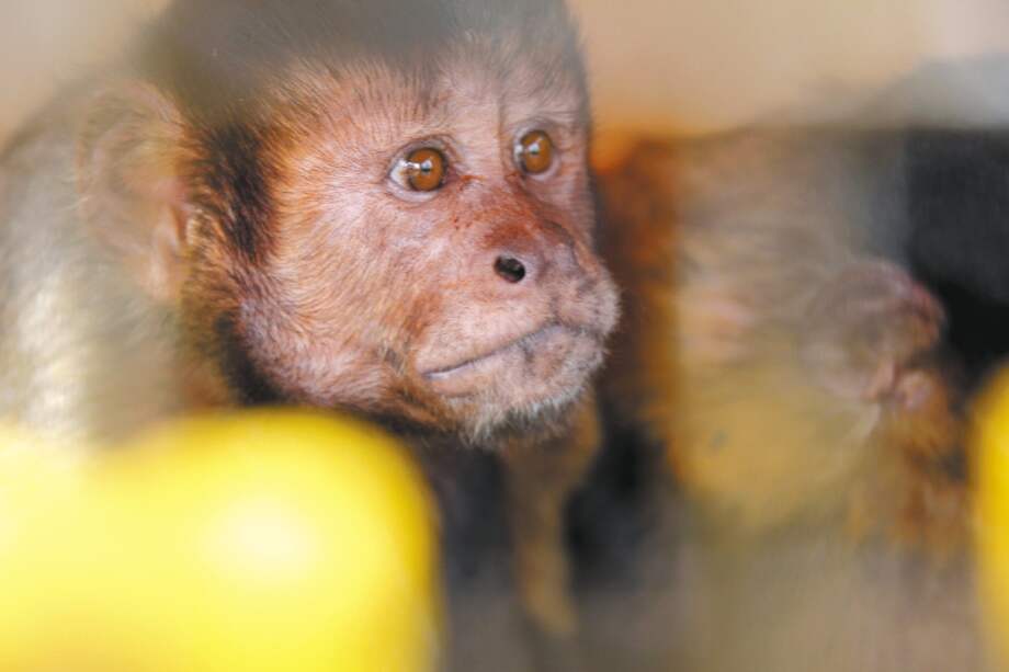 El mono es considerado “carne de monte”, apetecida para el consumo humano en el Meta. /Fotos: Cortesía Reserva Yurumí