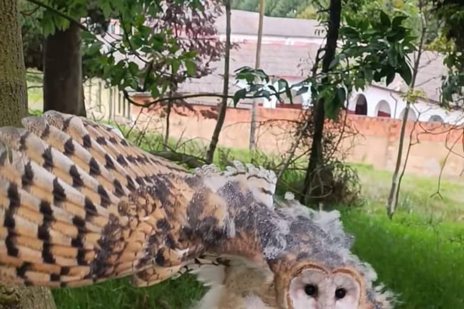 Las aves fueron el grupo con mayor número de liberaciones.