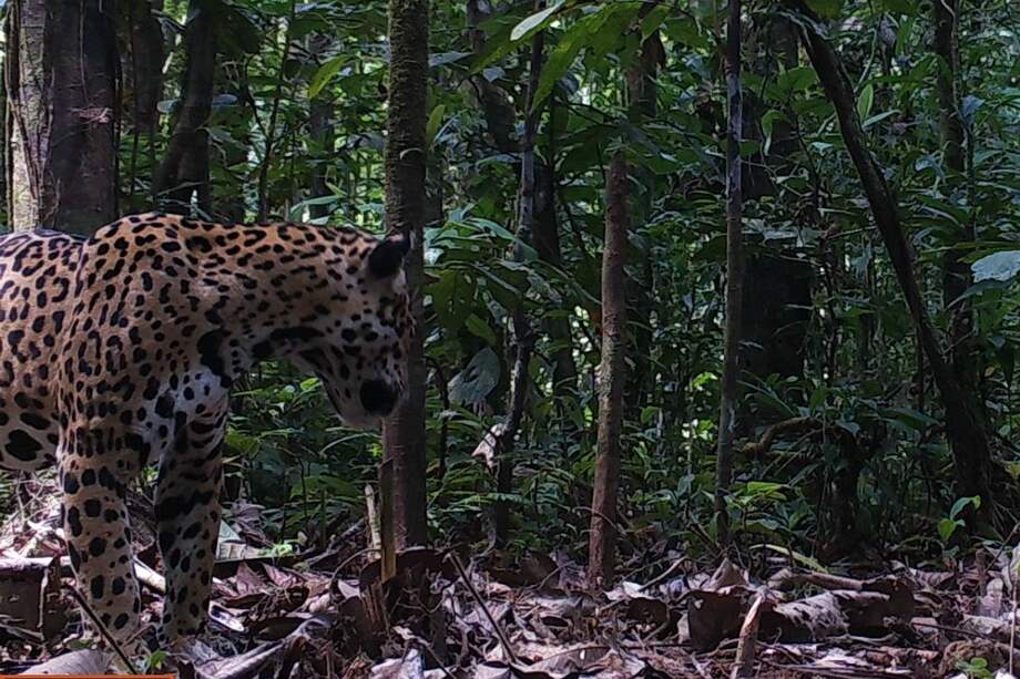 Imagen capturada con cámaras trampa en Colombia. / WWF-Colombia