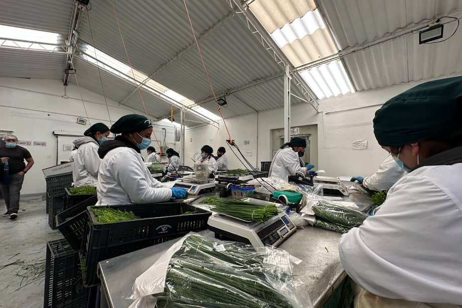 Del aeropuerto de Bogotá sale el 80 % de hierbas aromáticas.