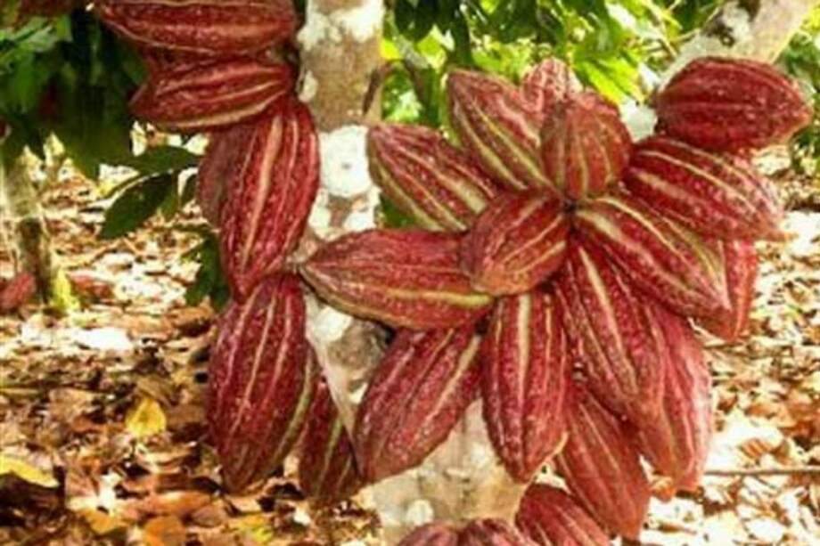 Gobierno tiende la mano a cacaoteros para evitar protestas