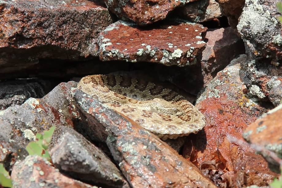 Se observa que la serpiente presenta un enroscamiento y aplanamiento dorsoventral, a pesar de las superficies irregulares en las que se encuentra. Se distingue un bucle corporal (enrollamiento) que se extiende horizontalmente hacia el lado derecho de la serpiente, elevándose por encima de las rocas que sostienen el resto de su cuerpo. / Scott Boback