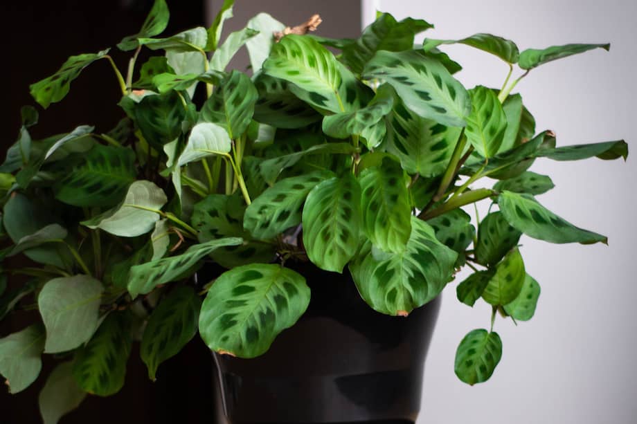 Plantas como el toronjil, el limoncillo o el cidrón son buenas alternativas para refrescar y decorar la casa de forma natural.