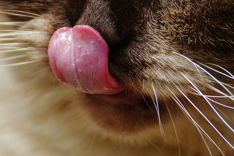 Las lenguas de gato tienen papilas que desempeñan un importante papel en el aseo felino.
/ Pixabay