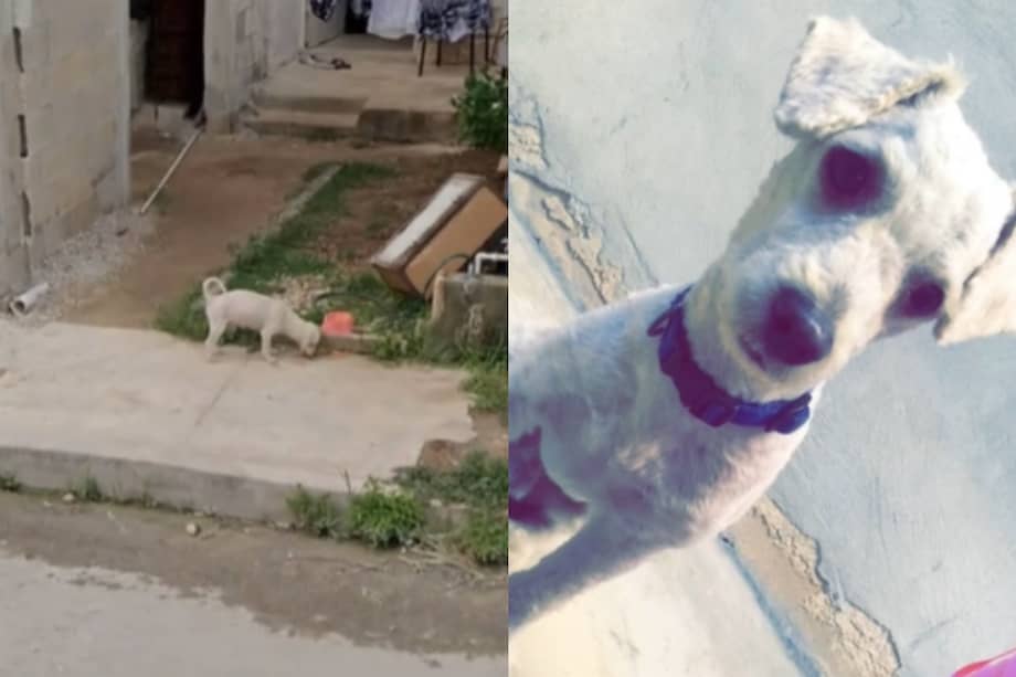 Las personas comentaron en redes sociales que esta era una bella forma de recordar al perrito.