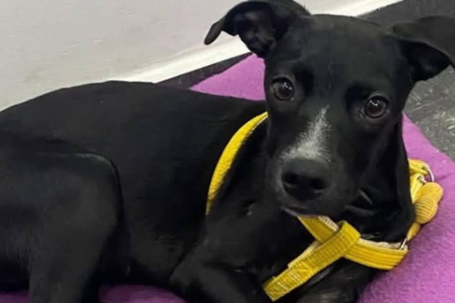 La perrita busca una nueva oportunidad de encontrar un hogar estable y comprometido con su bienestar.