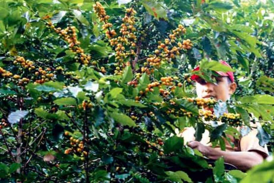 Brasil estudia importar café de Colombia y otros países para mejorar mezclas