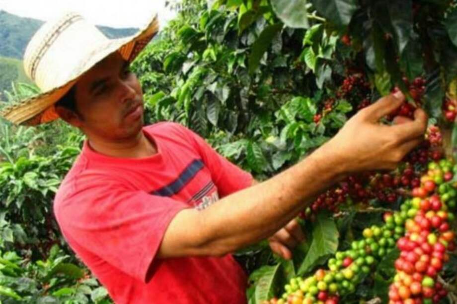 Alertan nueva crisis en el sector cafetero