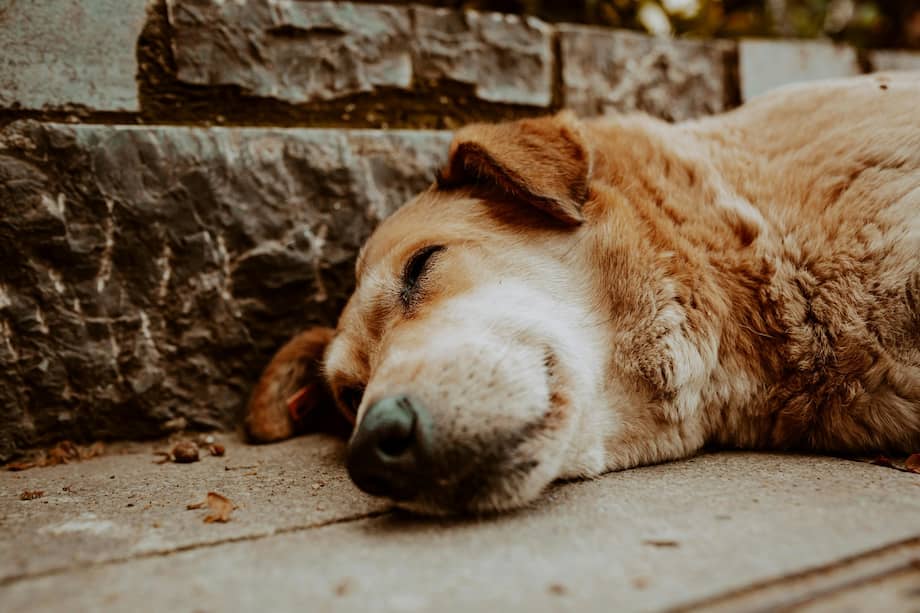 El aumento de viajes, el uso de pólvora, la compra irresponsable de animales y la falta de planificación generan un repunte en los casos de abandono y maltrato animal.