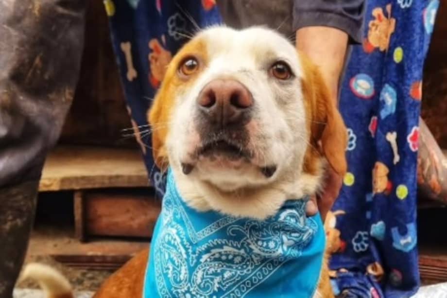 Chico es descrito como un perro amoroso, noble, juicioso y agradecido.