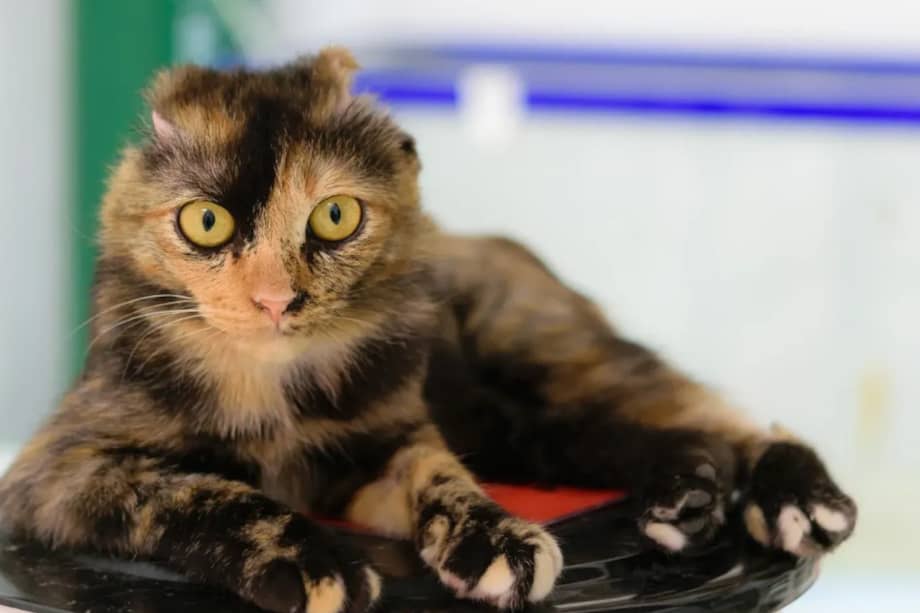 Los expertos recomiendan limitar su exposición al sol y, en caso de salir durante el día, aplicar protector solar.