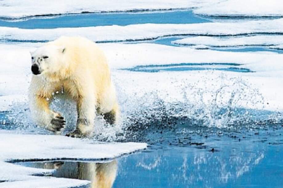 El oso polar está en la Lista Roja de Especies Amenazadas como “vulnerable”. / Flickr Smudge