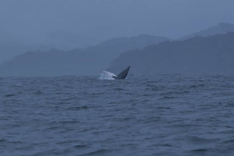 La expedición se llevará a cabo en agosto.