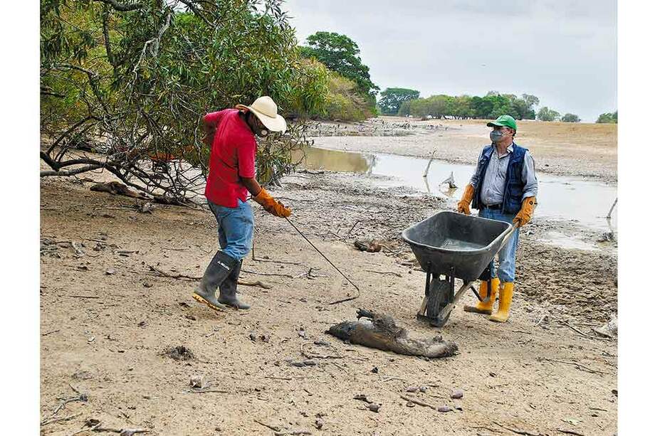 En las últimas semanas campesinos de la región y funcionarios de entidades nacionales y locales han acudido para recoger animales muertos. / Corporinoquia