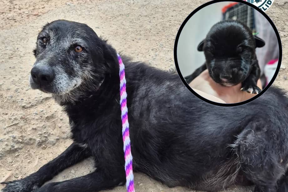 Macarena dejó unos cachorritos que hoy dependen completamente del cuidado humano para sobrevivir.